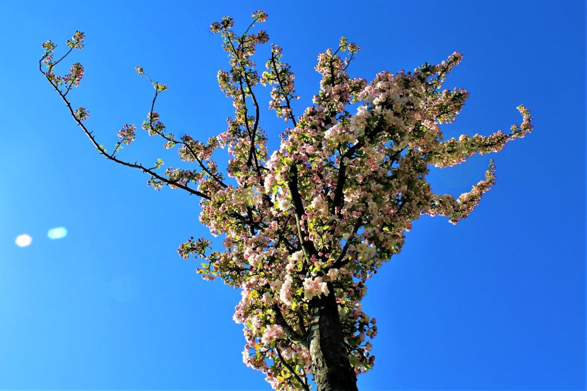 Sierappel 'Liset' | Hoogstam