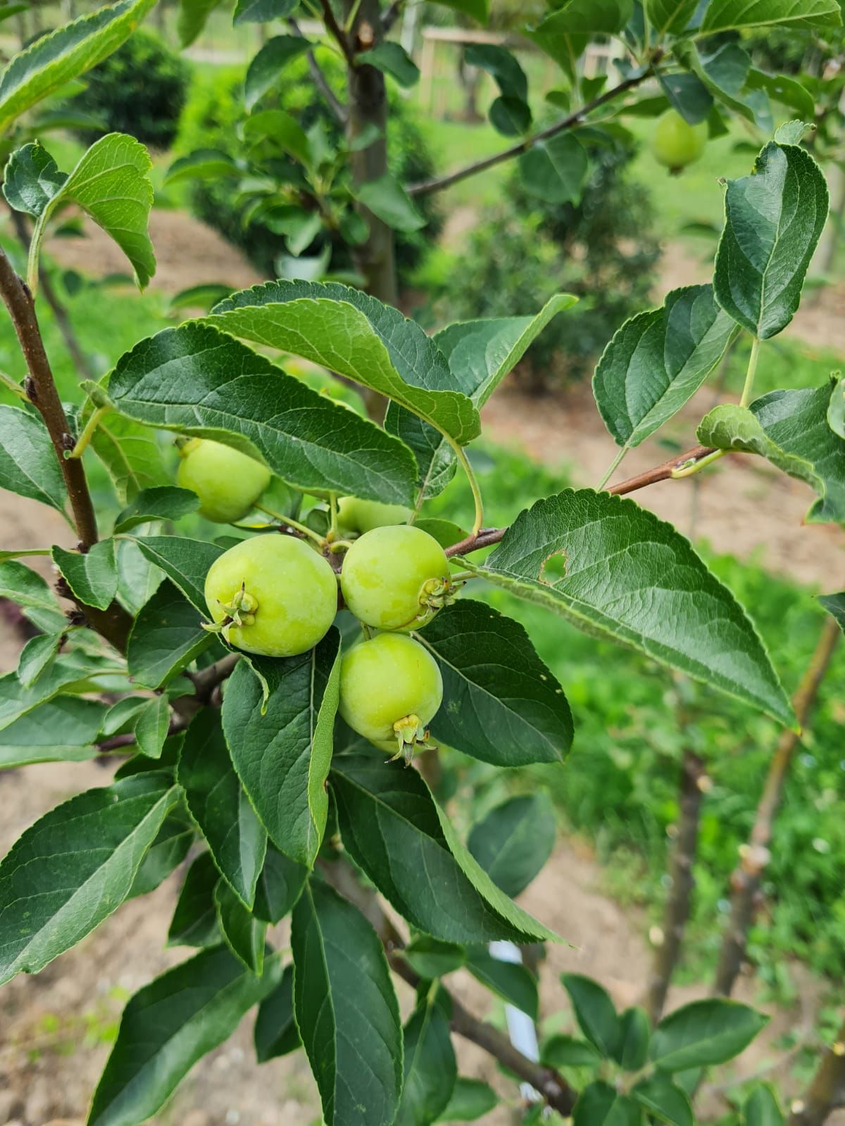 Sierappel 'John Downie' | Meerstammig