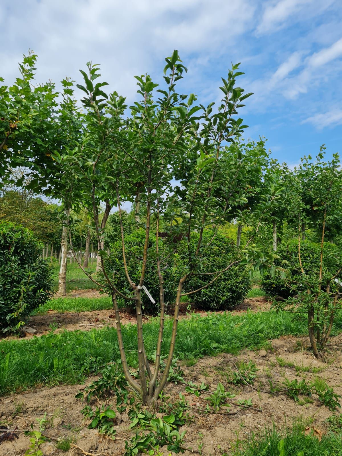 Sierappel 'John Downie' | Meerstammig