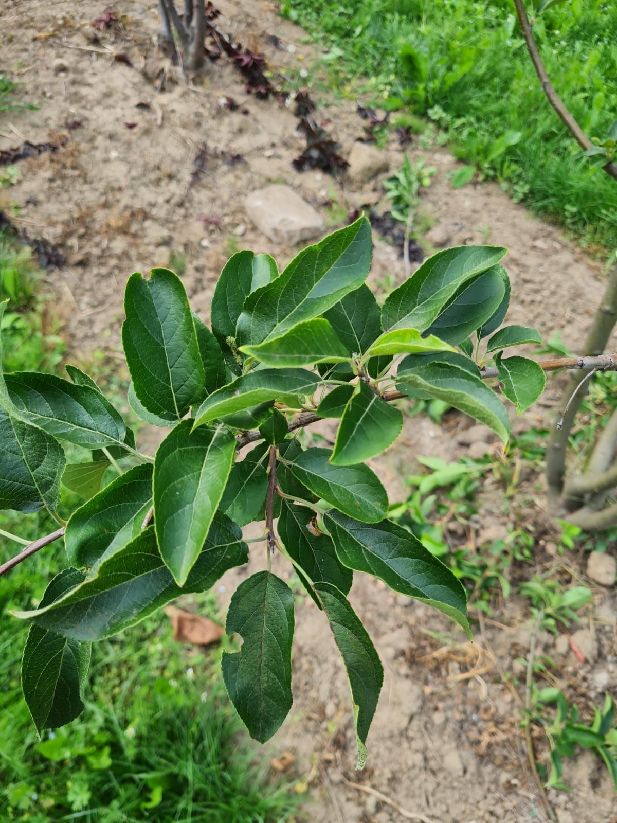 Sierappel 'John Downie' | Meerstammig