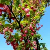 Sierappel 'Liset' | Hoogstam