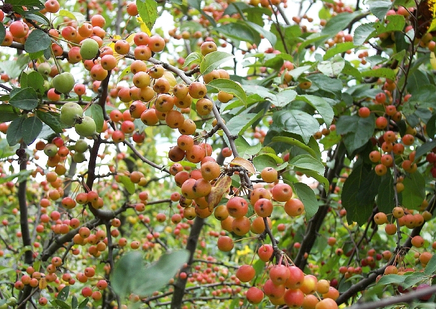 Sierappel 'Prof. Sprenger' | Hoogstam