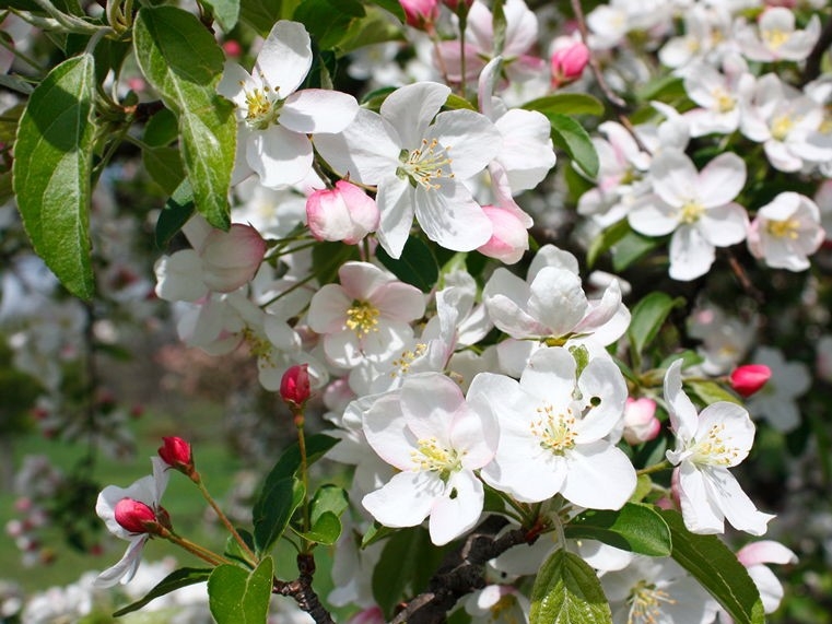 Sierappel 'Prof. Sprenger' | Hoogstam