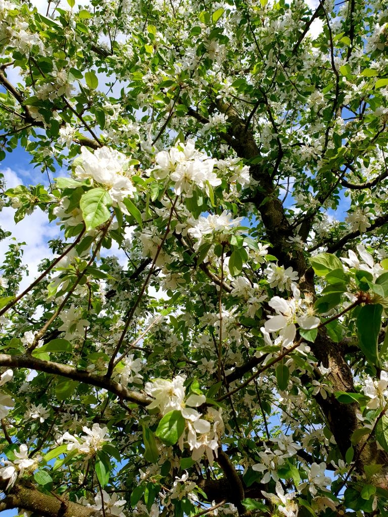 Sierappel 'Prof. Sprenger' | Hoogstam