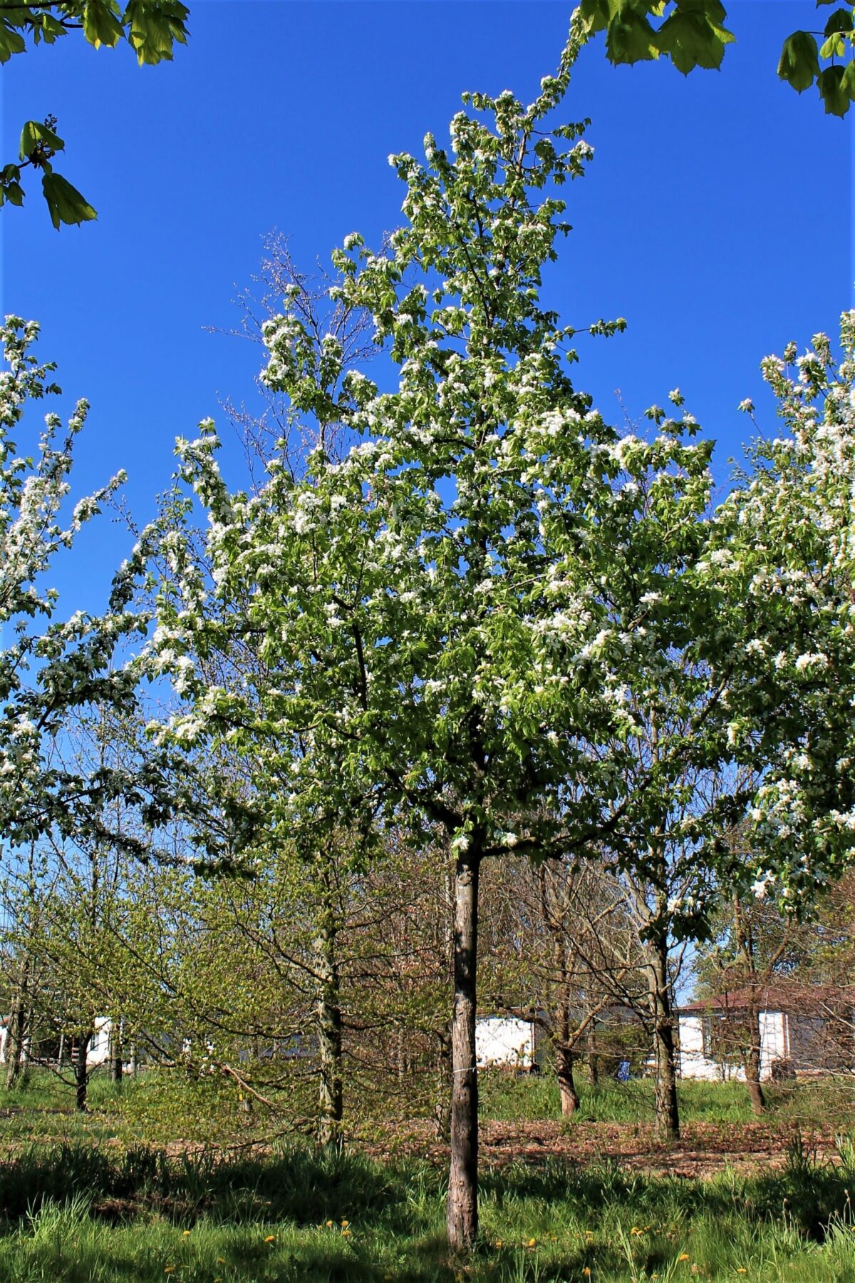 Sierappel 'Prof. Sprenger' | Hoogstam