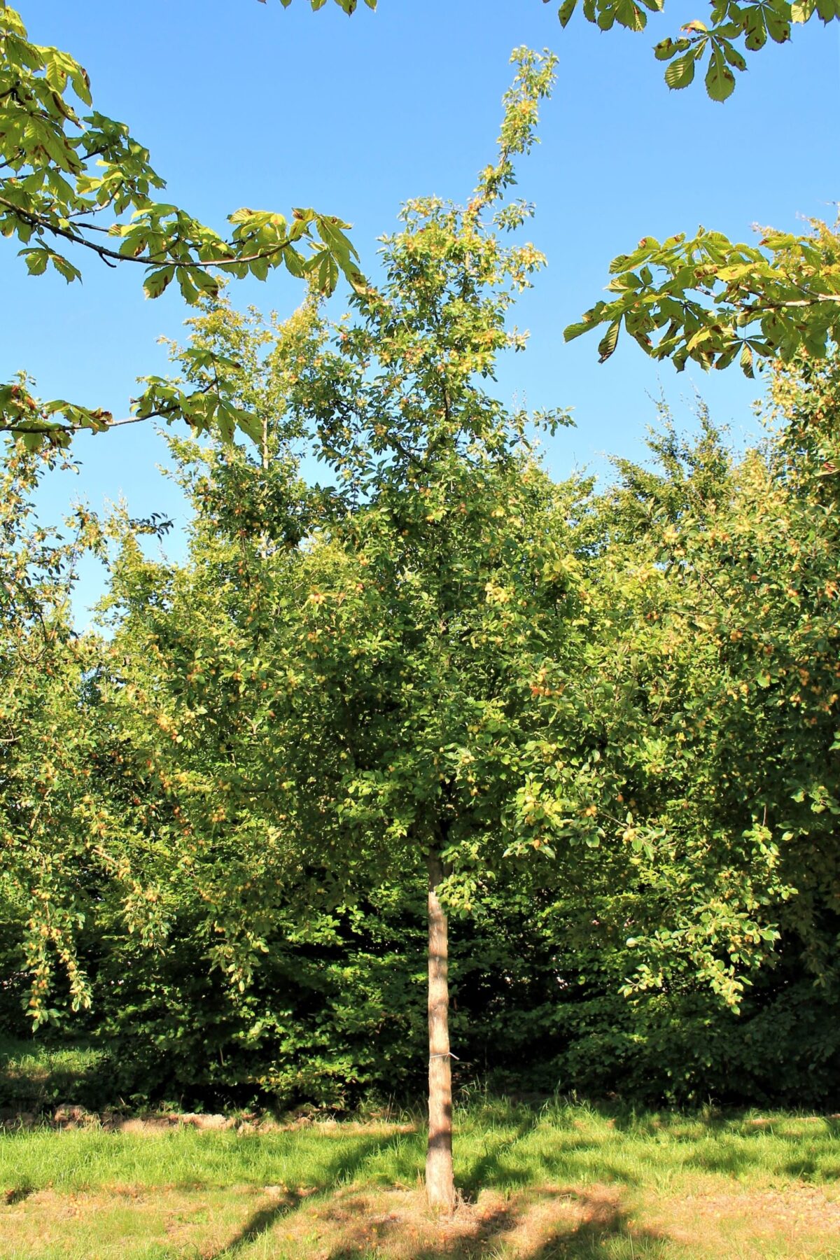 Sierappel 'Prof. Sprenger' | Hoogstam