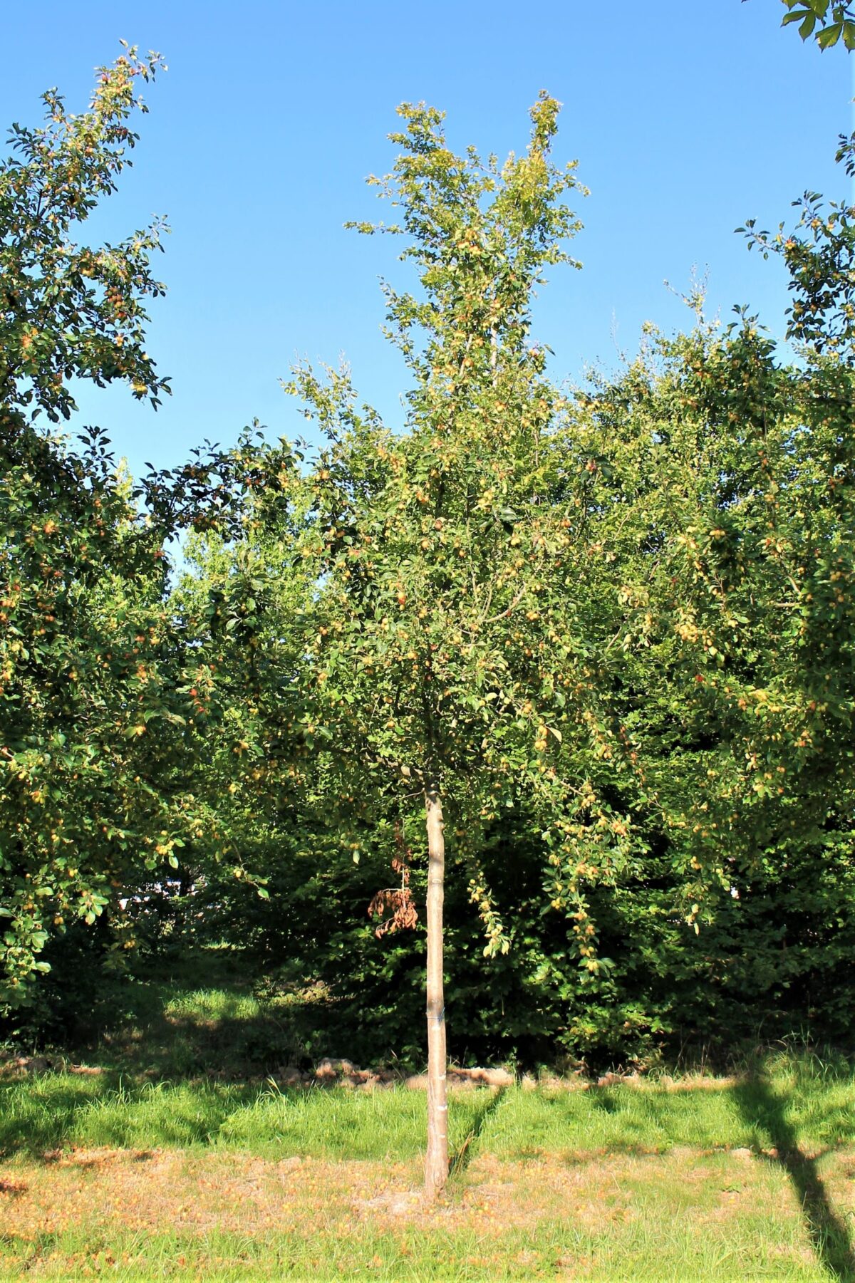 Sierappel 'Prof. Sprenger' | Hoogstam