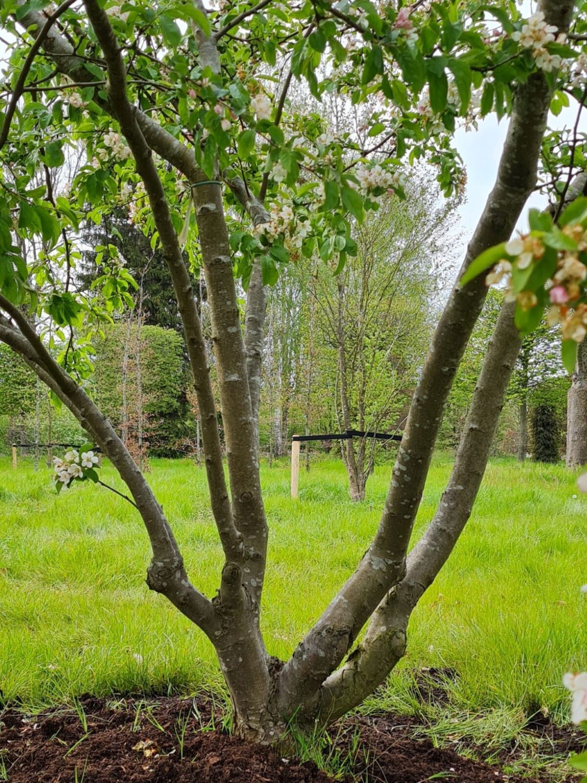 Sierappel 'Prof. Sprenger' | Meerstammig