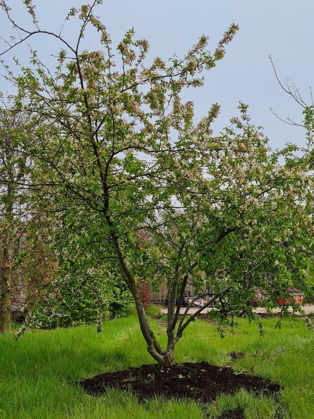 Sierappel 'Prof. Sprenger' | Meerstammig