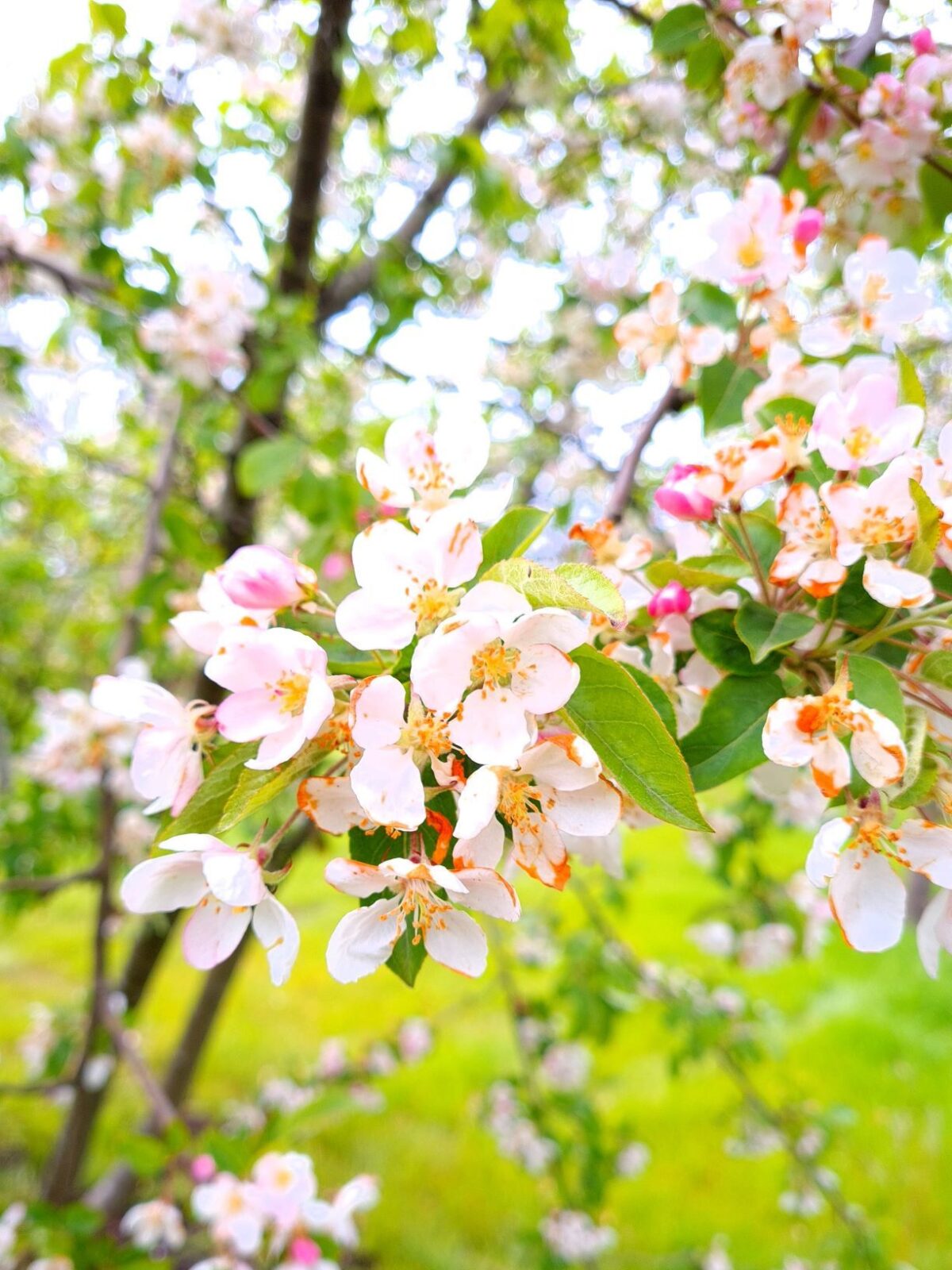 Sierappel 'Prof. Sprenger' | Meerstammig