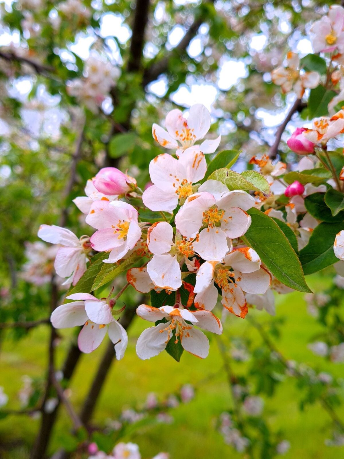 Sierappel 'Prof. Sprenger' | Meerstammig