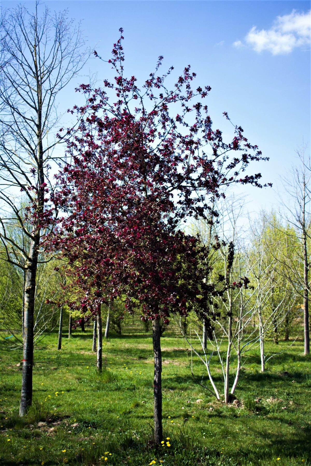 Sierappel 'Royalty' | Hoogstam