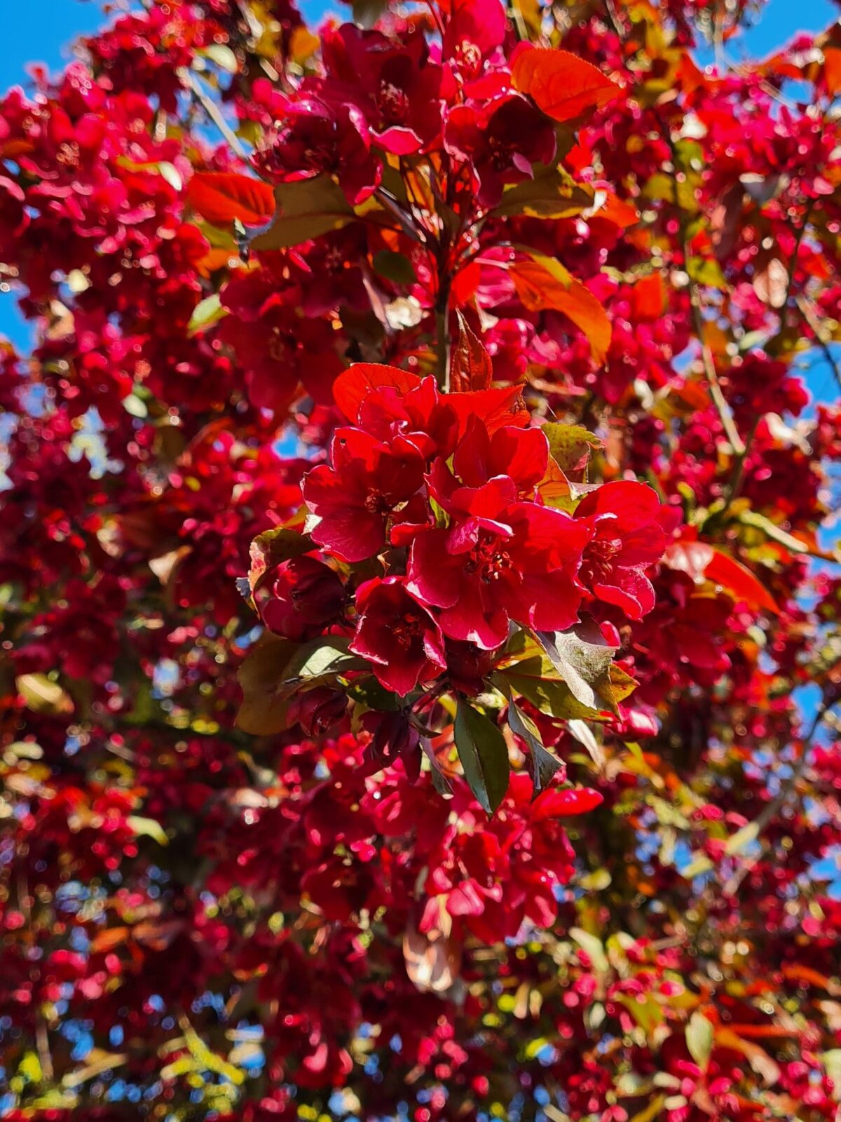 Sierappel 'Royalty' | Hoogstam