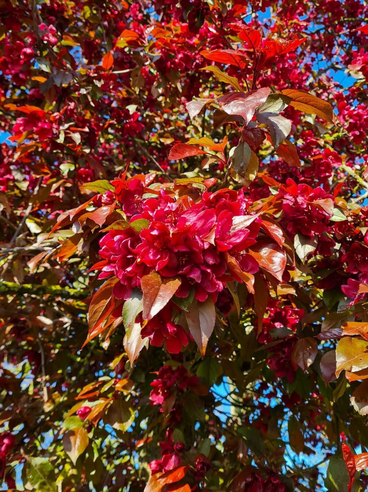 Sierappel 'Royalty' | Hoogstam