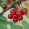 Sierappel 'Profusion' | Hoogstam