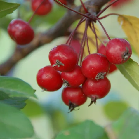 Sierappel 'Profusion' | Hoogstam