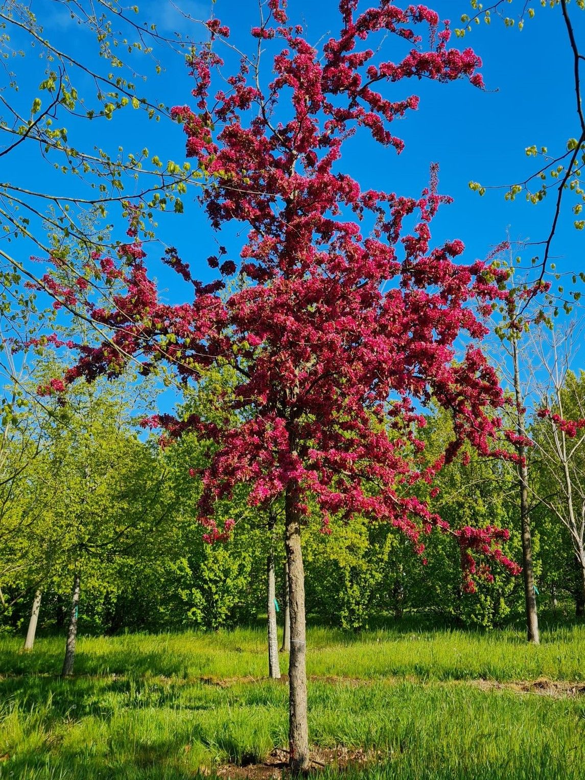 Sierappel 'Profusion' | Hoogstam