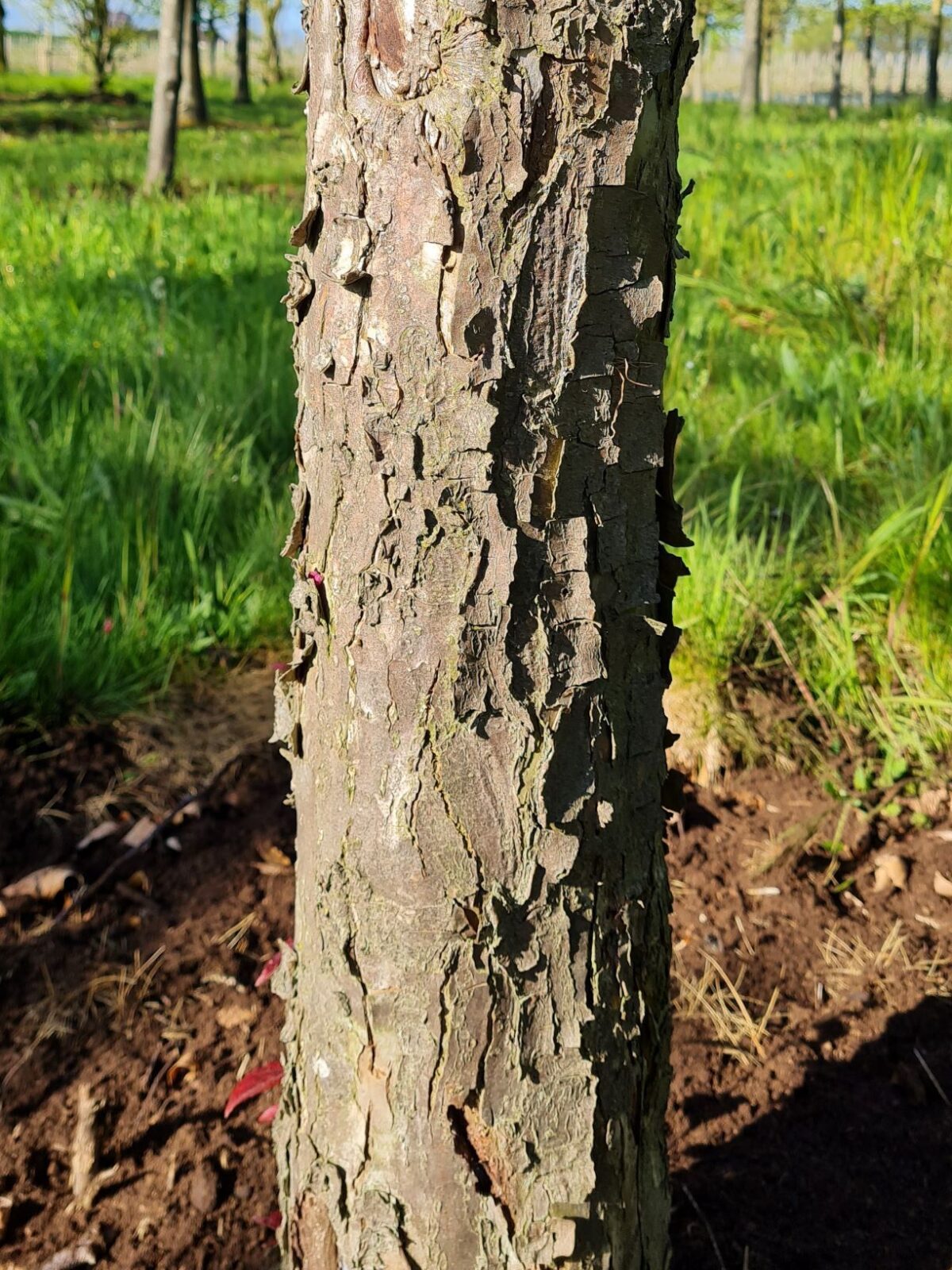 Sierappel 'Profusion' | Hoogstam