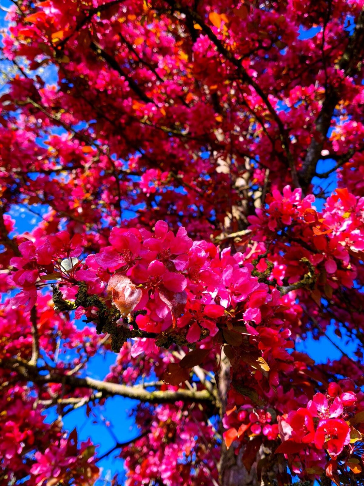 Sierappel 'Profusion' | Hoogstam