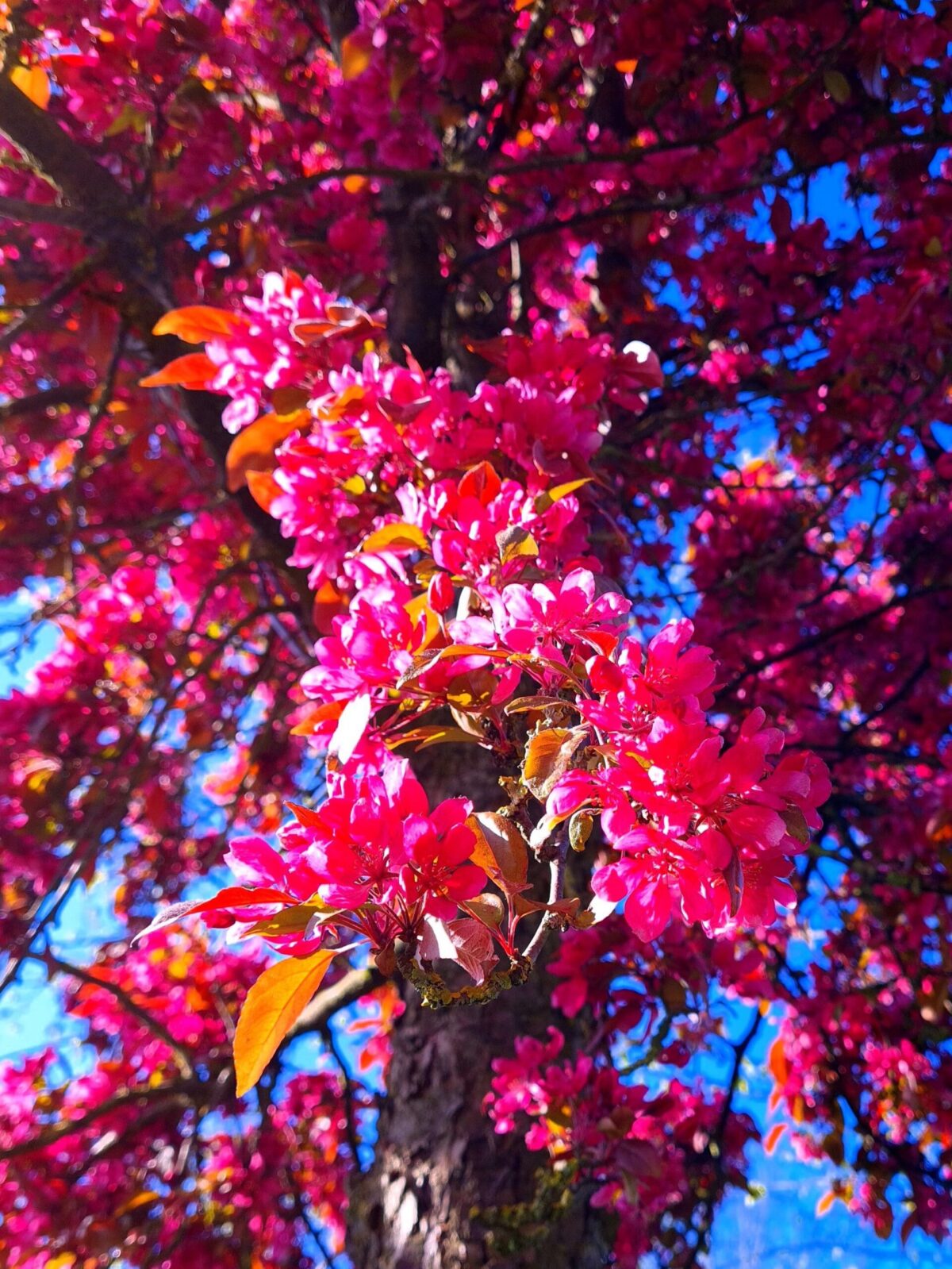 Sierappel 'Profusion' | Hoogstam