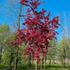 Sierappel 'Profusion' | Hoogstam