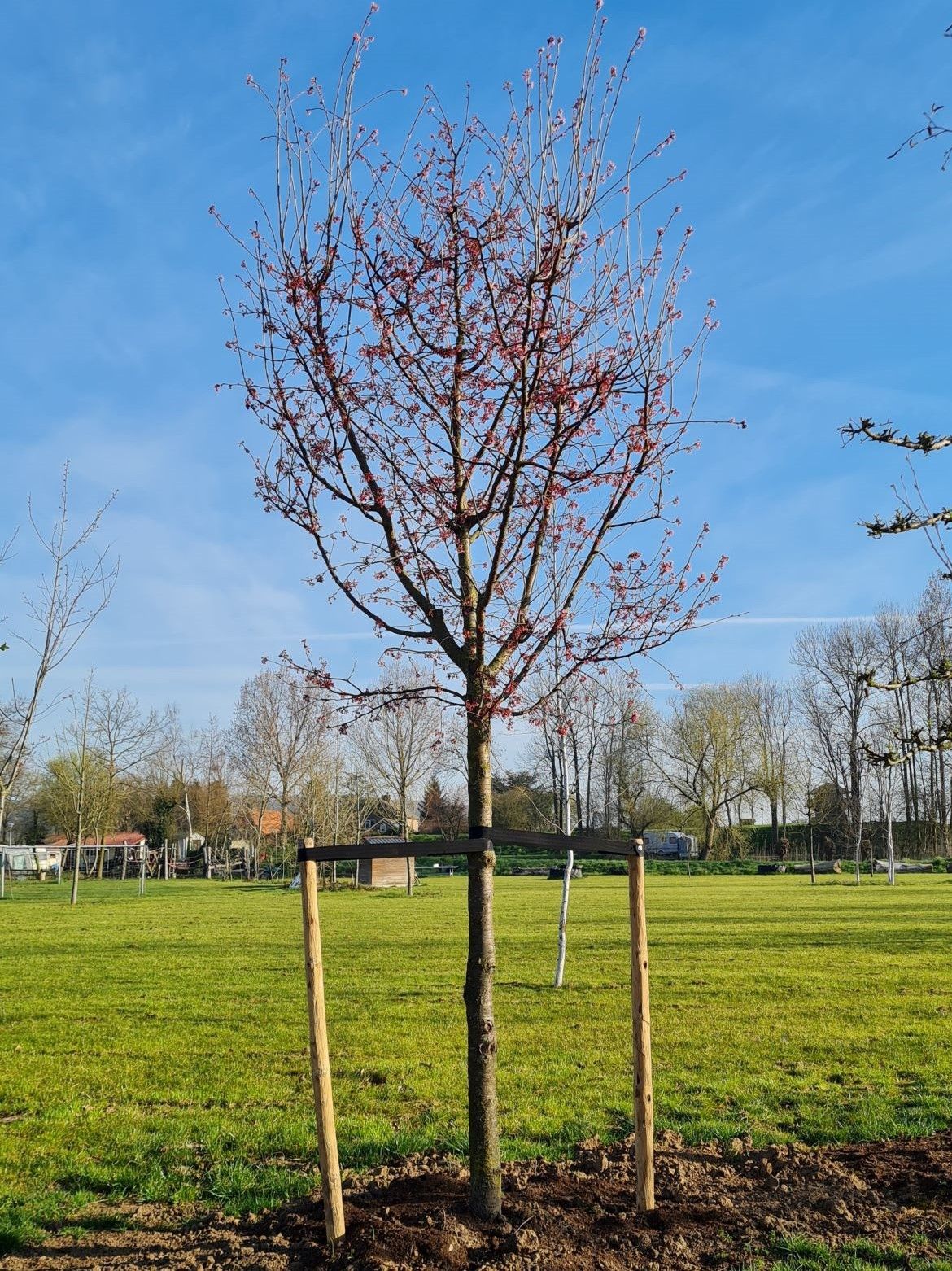 Japanse sierkers 'Sargent' | Hoogstam