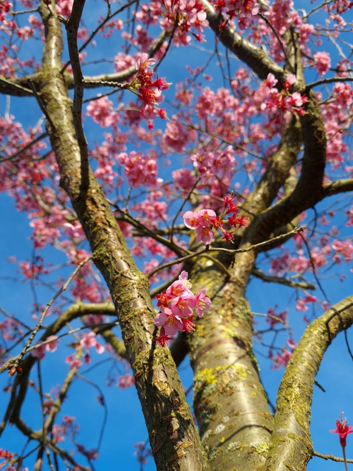 Japanse sierkers 'Sargent' | Hoogstam