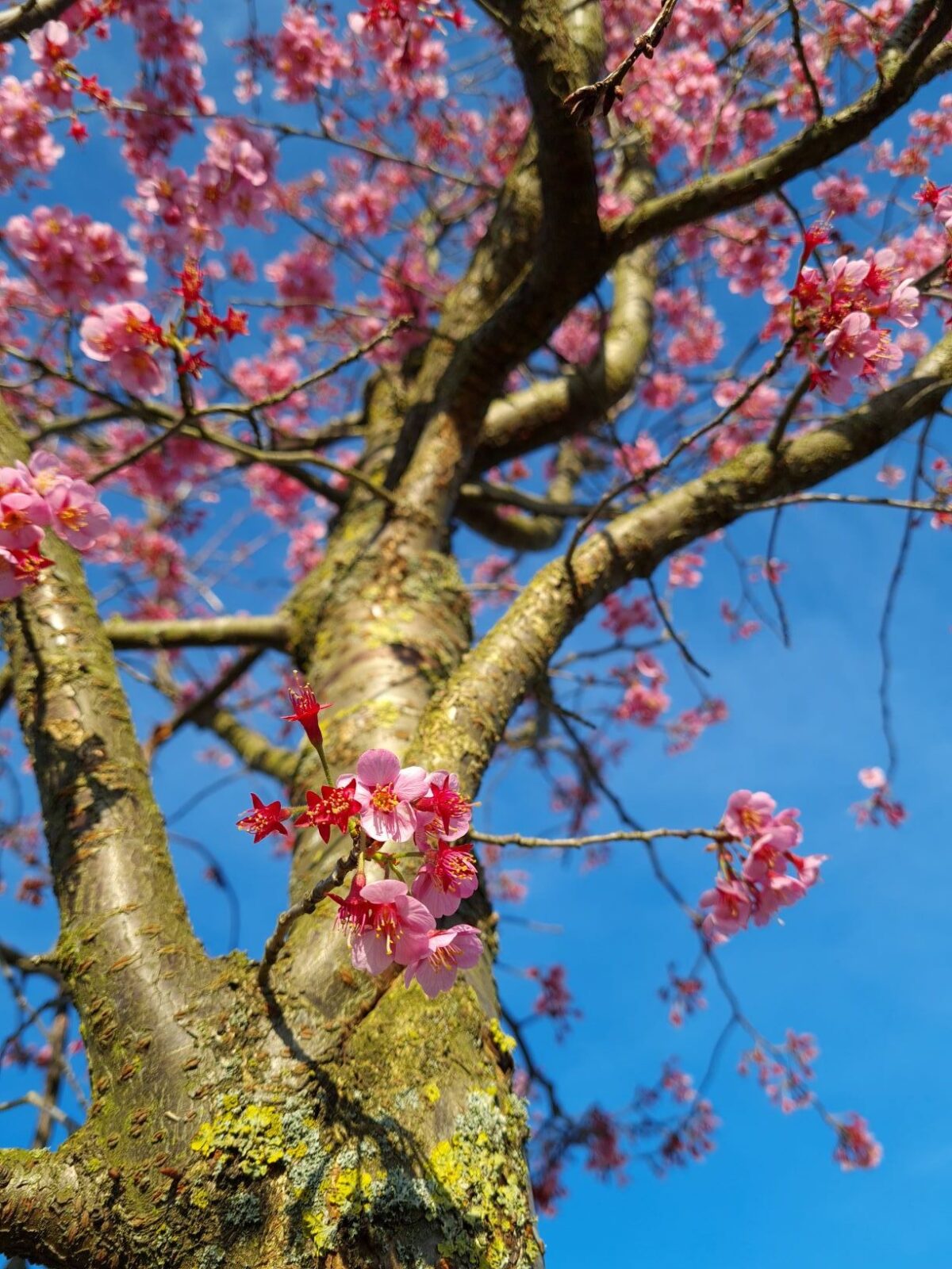 Japanse sierkers 'Sargent' | Hoogstam