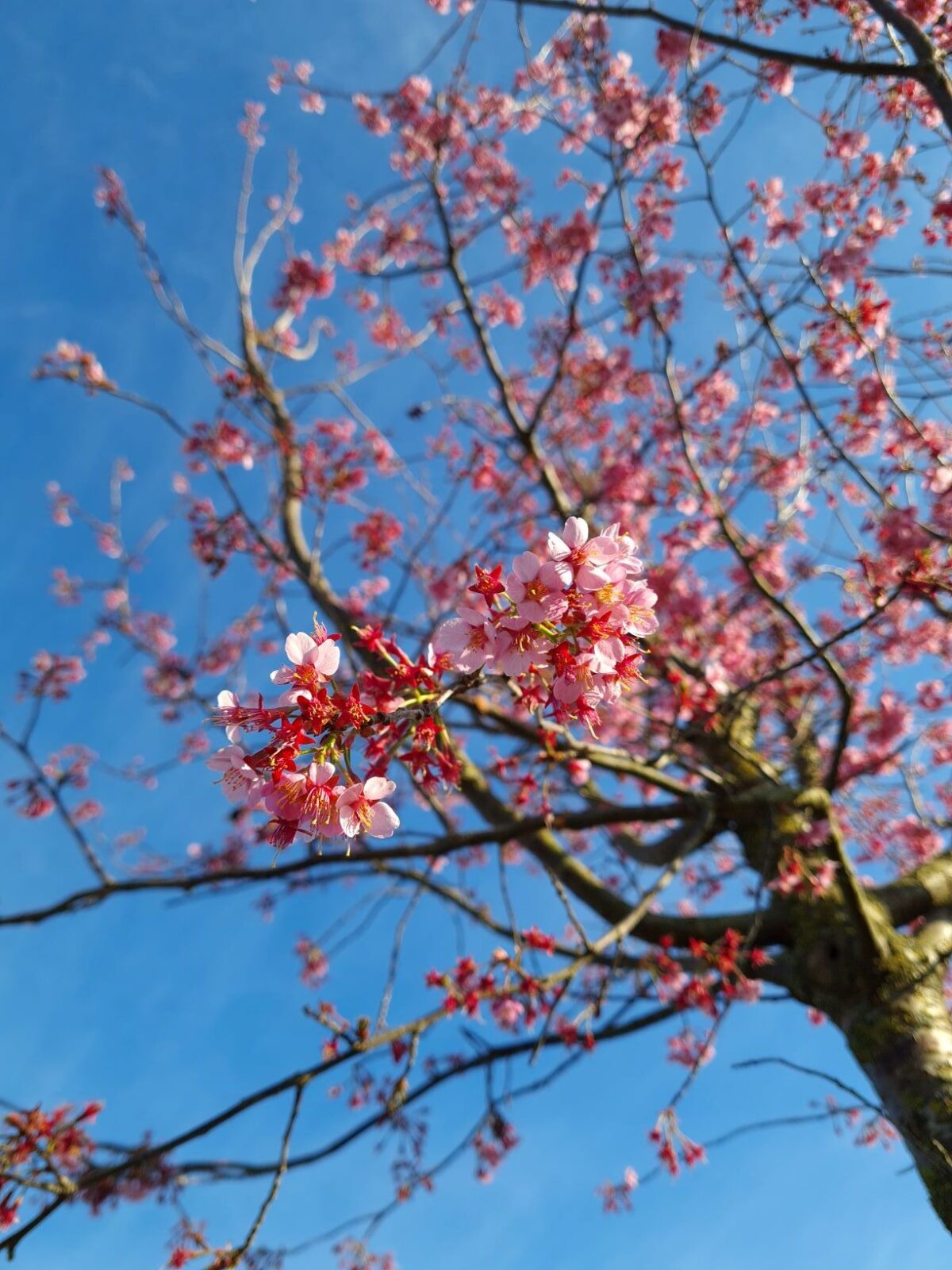 Japanse sierkers 'Sargent' | Hoogstam