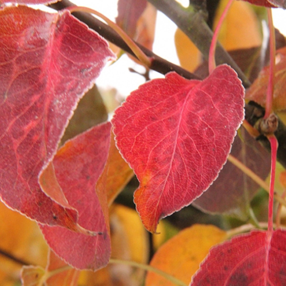 Sierpeer 'Chanticleer' | Hoogstam