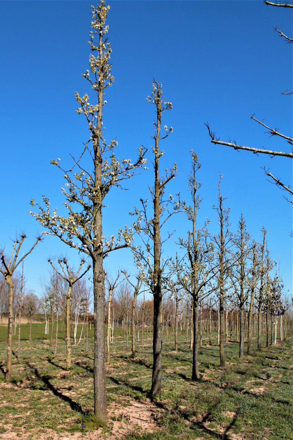 Sierpeer 'Chanticleer' | Hoogstam