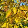 Sierpeer 'Chanticleer' | Meerstammig