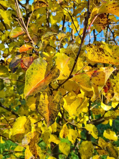 Sierpeer 'Chanticleer' | Meerstammig