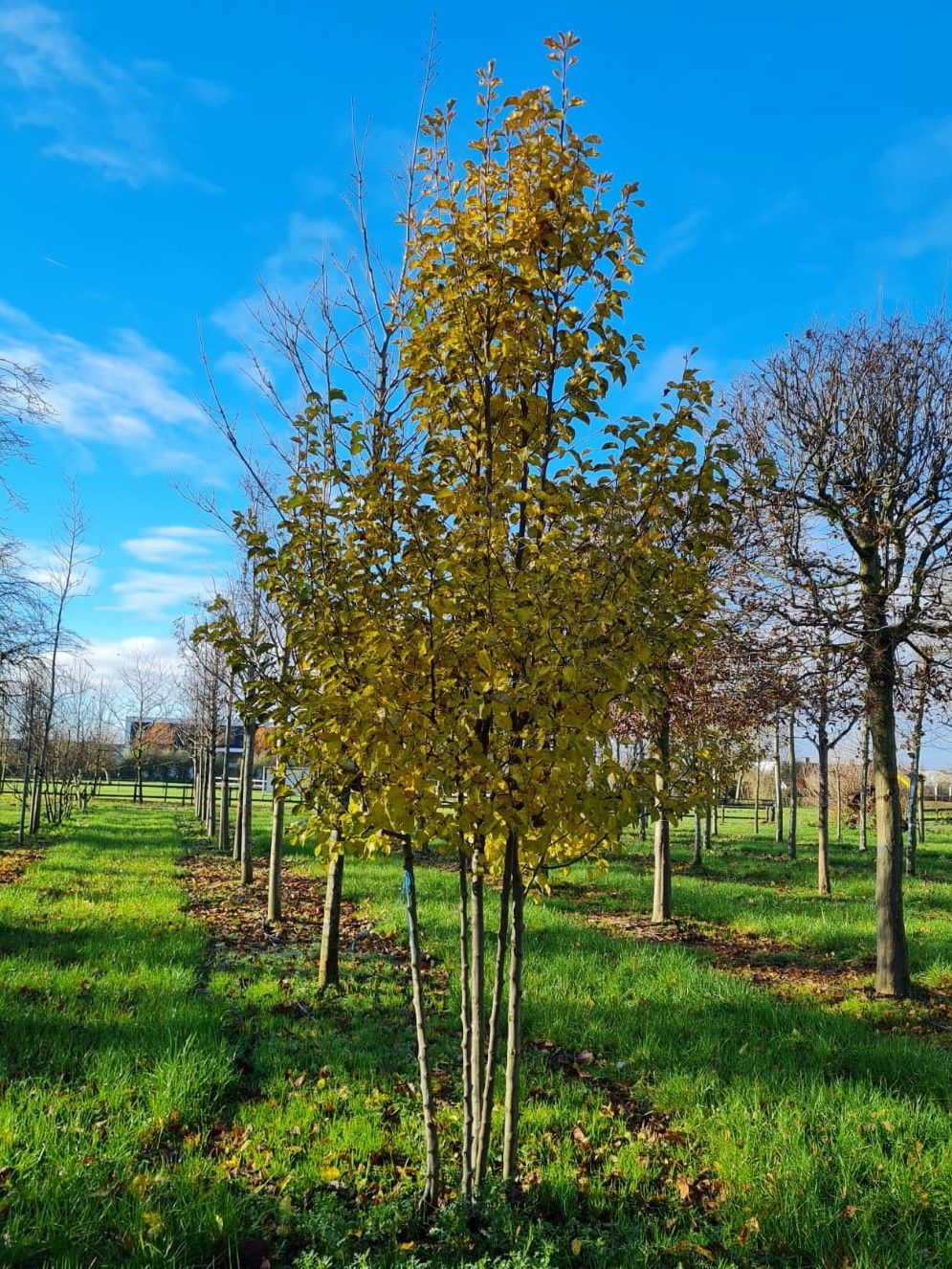 Sierpeer 'Chanticleer' | Meerstammig