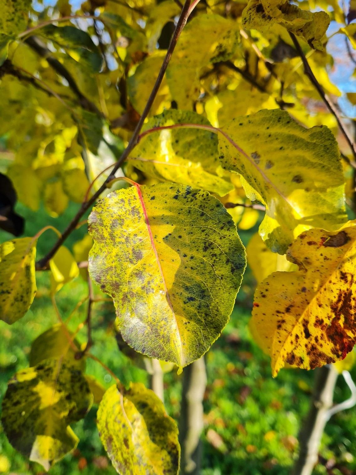 Sierpeer 'Chanticleer' | Meerstammig