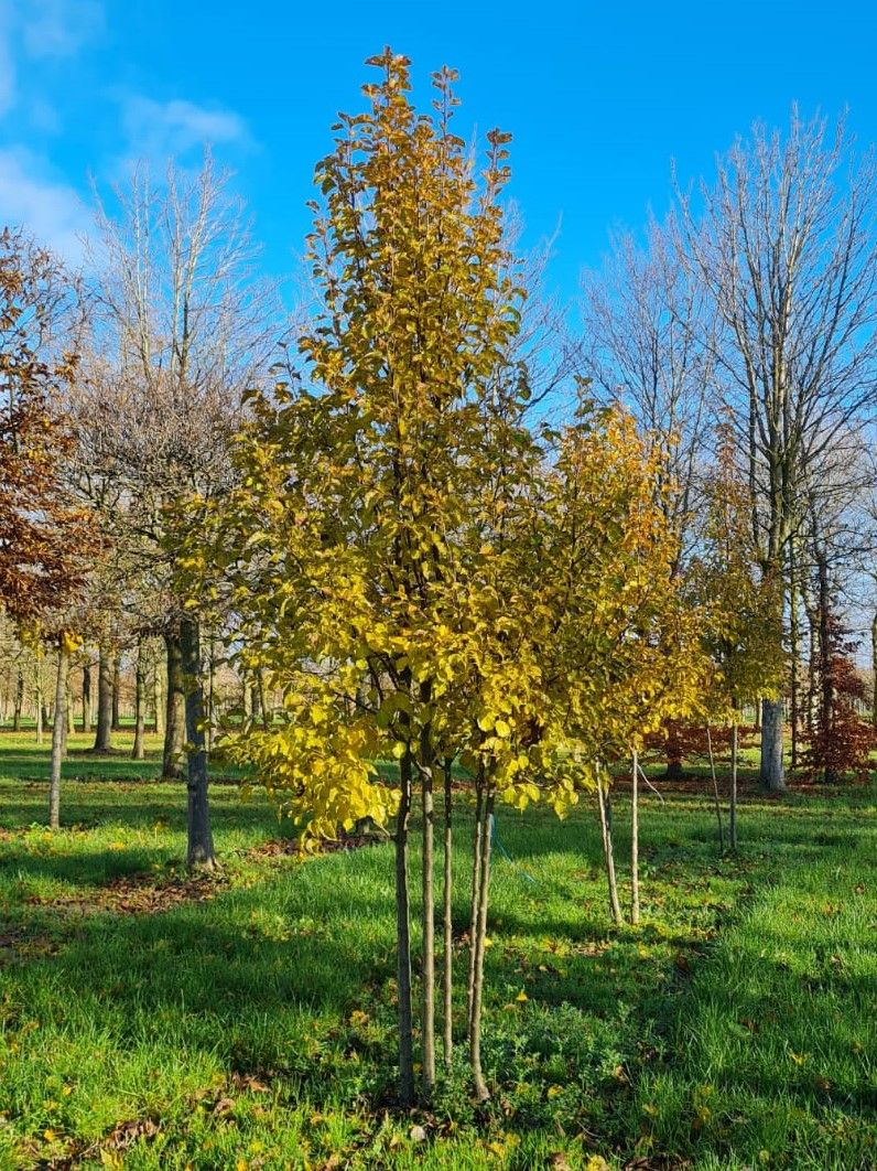 Sierpeer 'Chanticleer' | Meerstammig