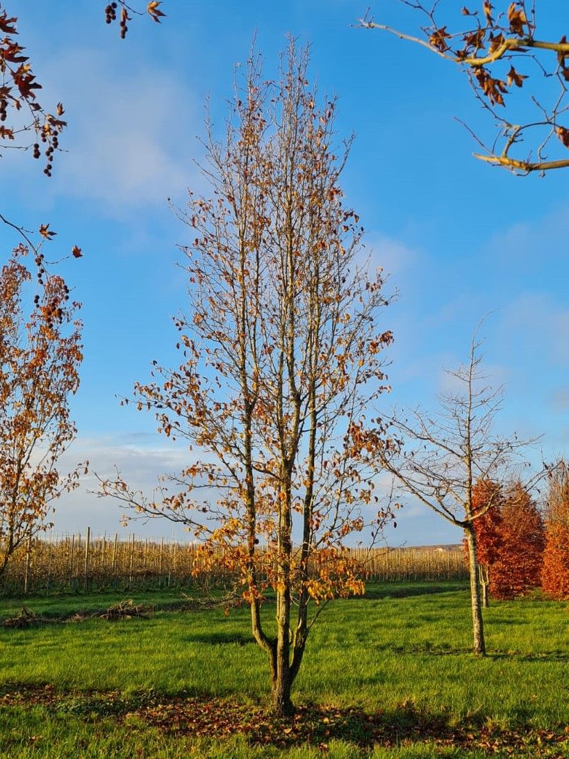 Sierpeer 'Chanticleer' | Meerstammig