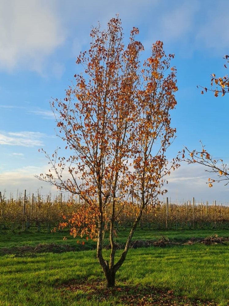 Sierpeer 'Chanticleer' | Meerstammig