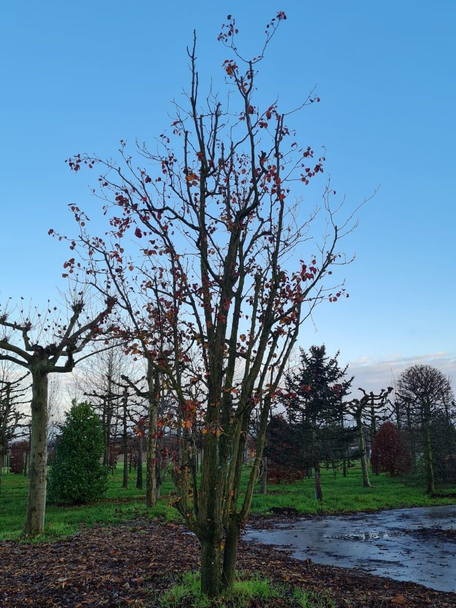 Sierpeer 'Chanticleer' | Meerstammig