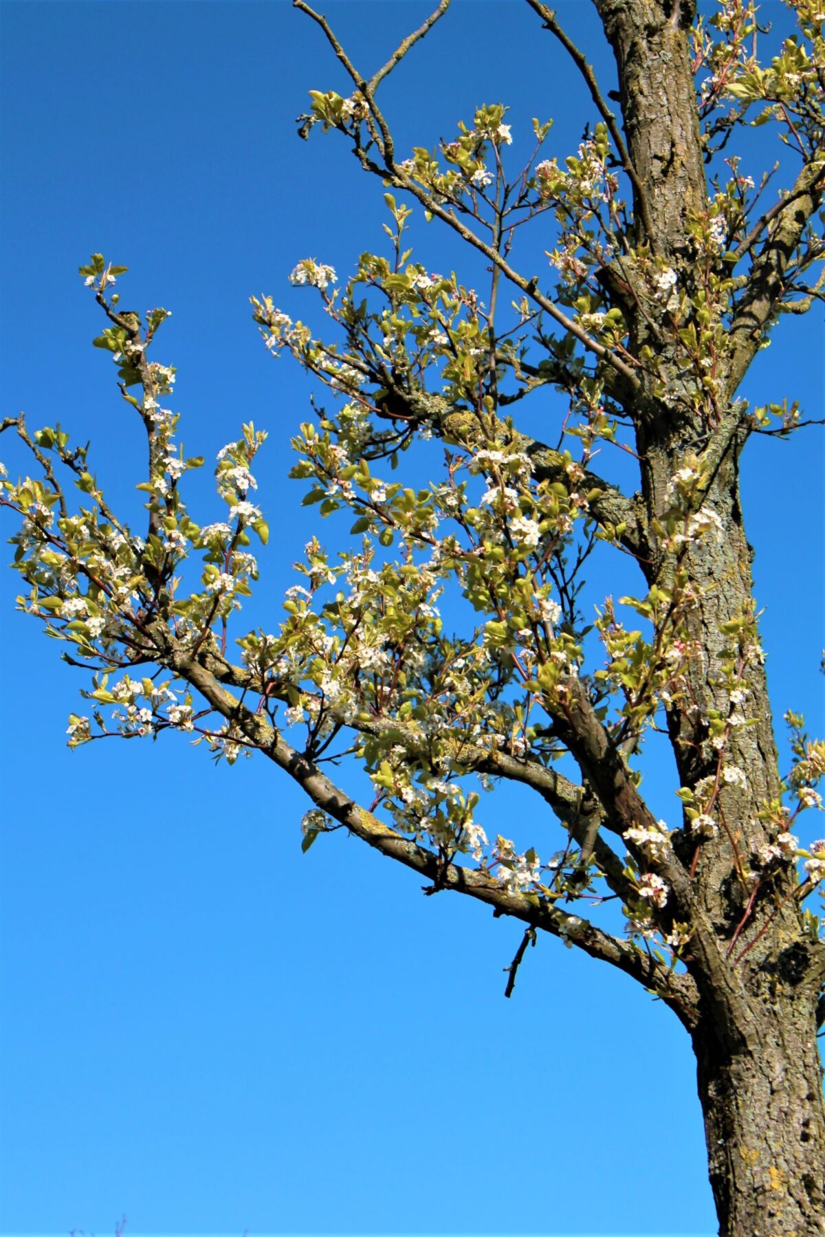 Sierpeer 'Chanticleer' | Hoogstam