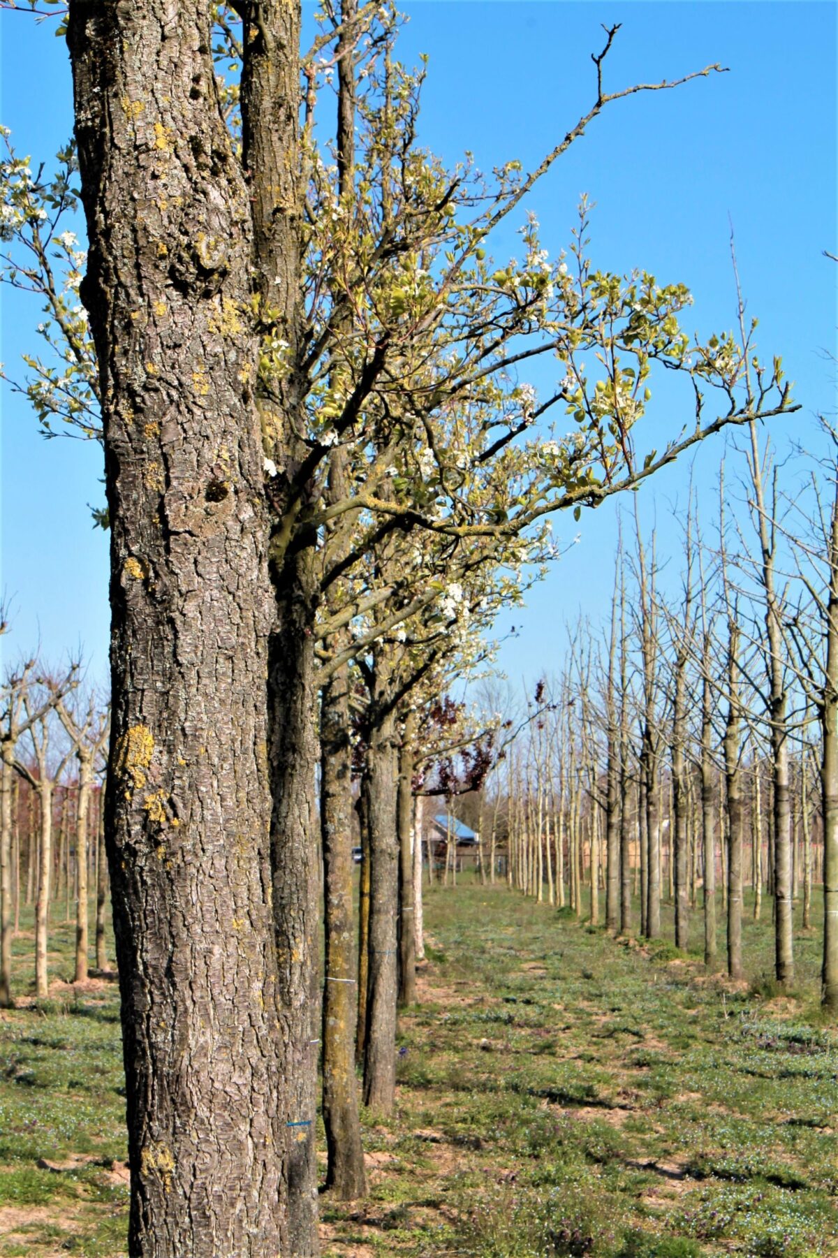 Sierpeer 'Chanticleer' | Hoogstam