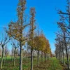 Sierpeer 'Chanticleer' | Hoogstam