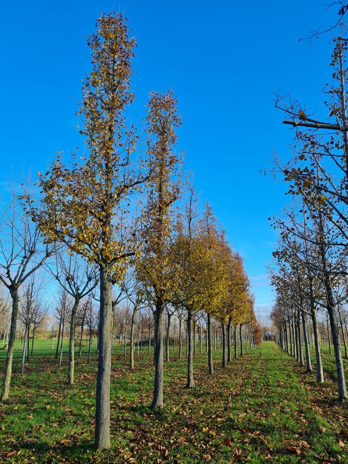 Sierpeer 'Chanticleer' | Hoogstam