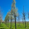 Sierpeer 'Chanticleer' | Hoogstam