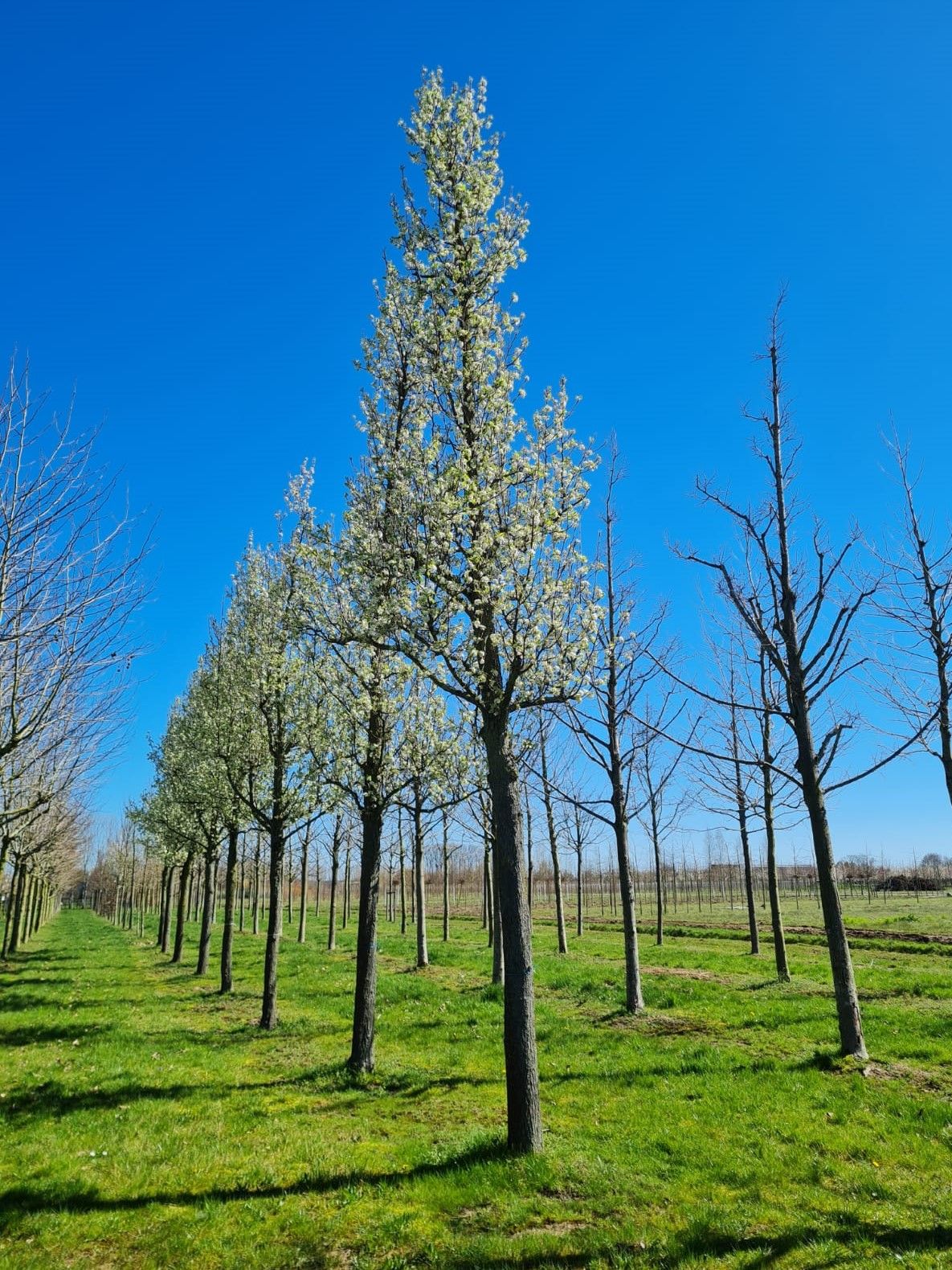 Sierpeer 'Chanticleer' | Hoogstam