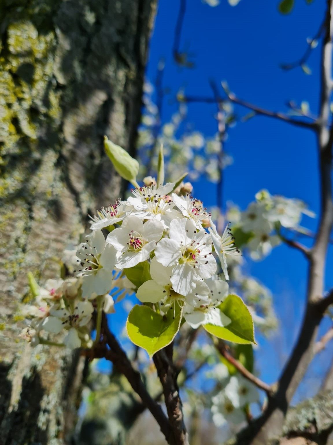 Sierpeer 'Chanticleer' | Hoogstam
