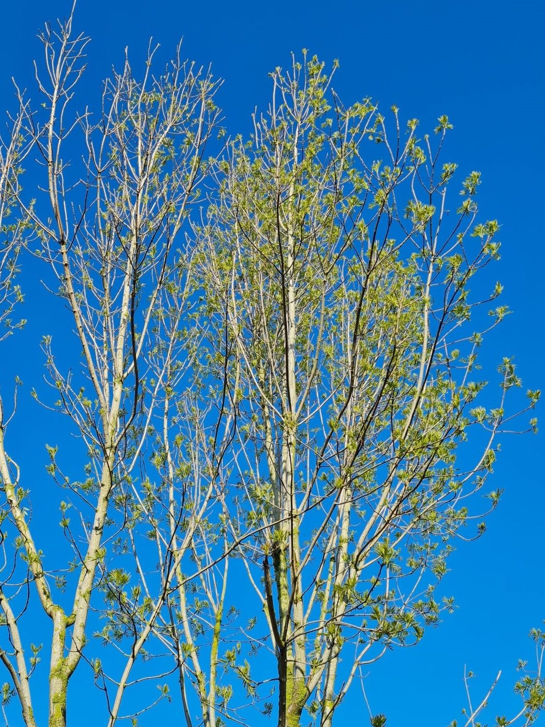 Smalbladige es | Meerstammig