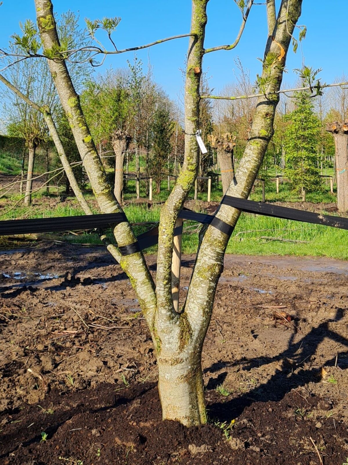 Smalbladige es | Meerstammig