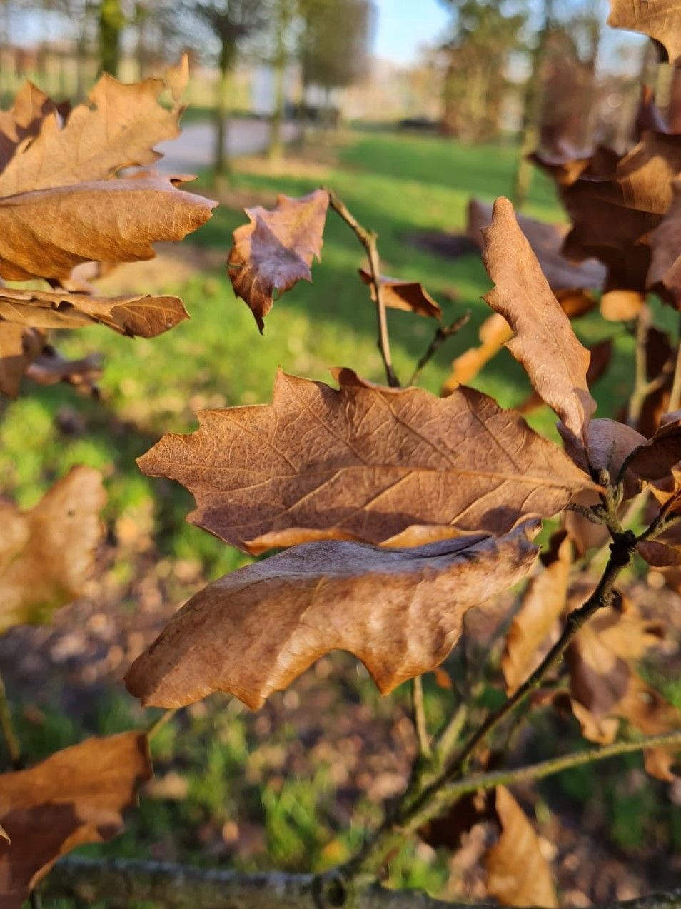 Spaanse eik 'Wageningen' | Hoogstam