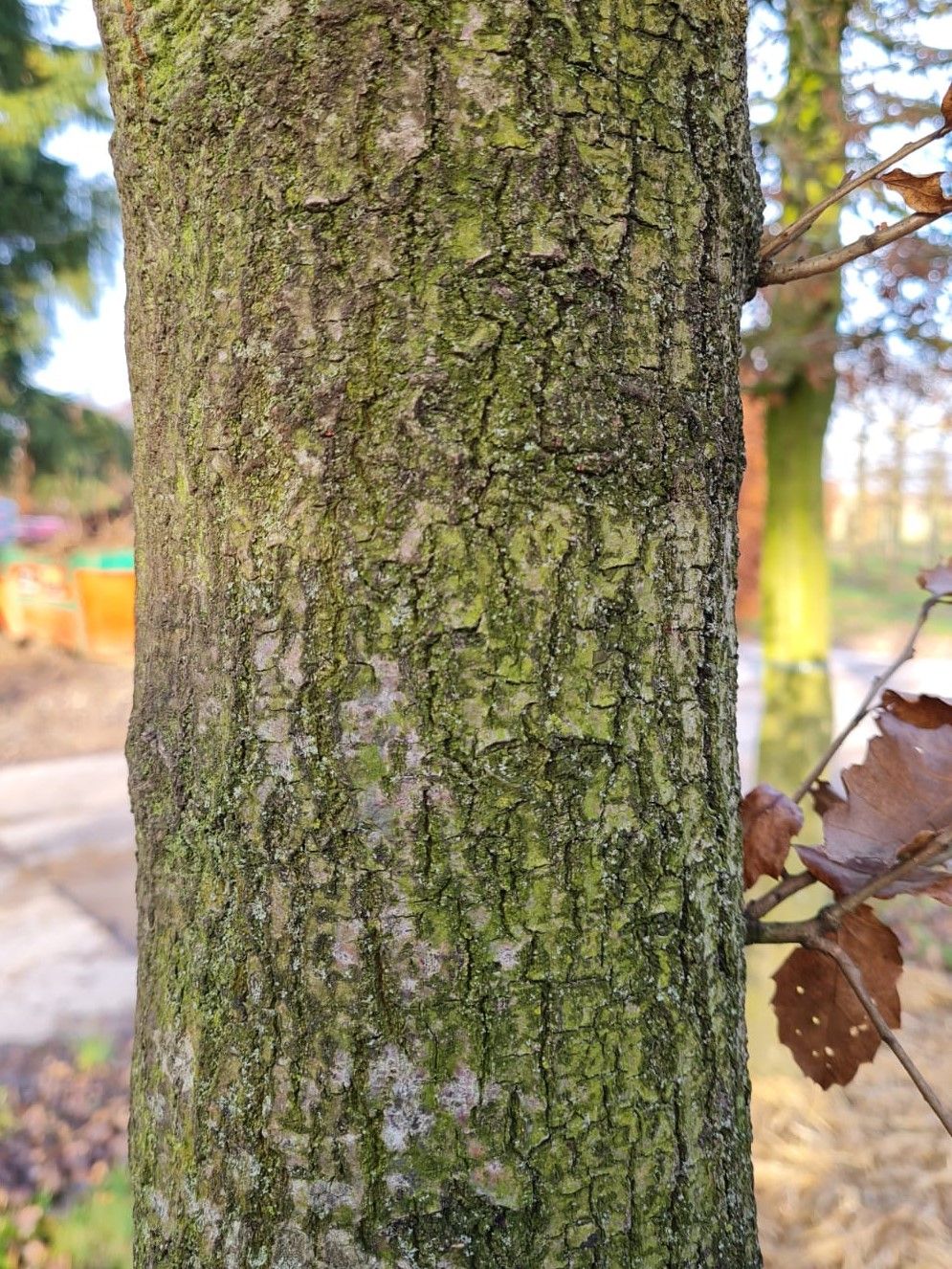 Spaanse eik 'Wageningen' | Hoogstam